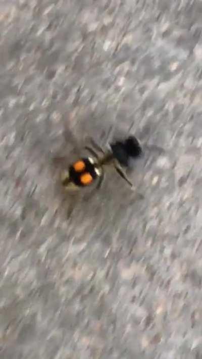 I asked you guys to identify this velvet-ant (that’s actually a wasp) and I did notice that she was pretty fast so I made this video lol…..is it funny in real life or just in my head?