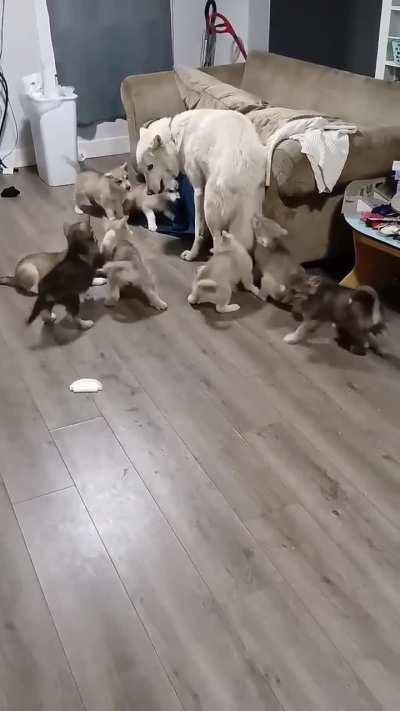 Dad Didn't Want To Play, But The Puppies Insisted