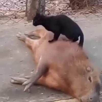 Capybara getting a massage from his cat friend