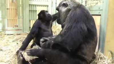 Young gorilla, Gentaro, displays great jealousy and attention seeking from his mother because she is focused on taking care of his 2 week old baby brother, Kintaro.
