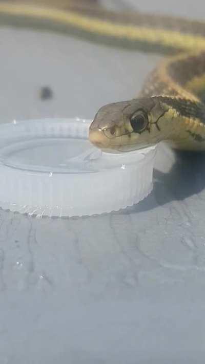 We've been a while without rain so i gave this snake a drink.