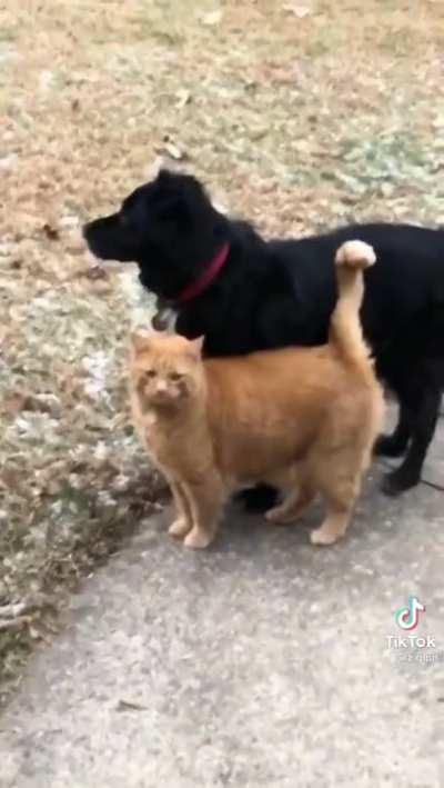 Cat hates everyone but the dog