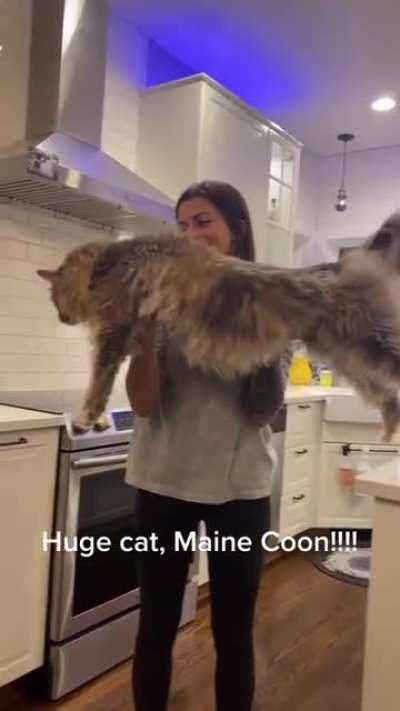 This maine coon is gigantic