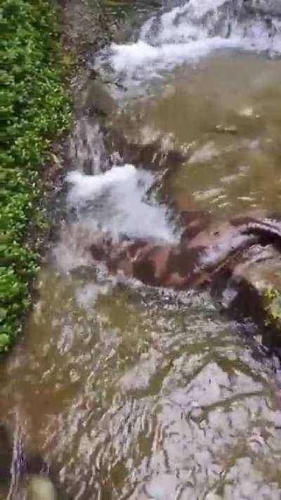 🔥 Chinese giant salamander