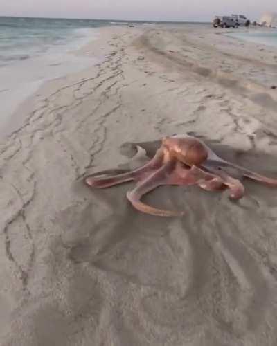 Octopus moving across beach