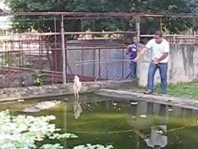 This is Lapu Lapu, one of the largest crocodile in captivity.