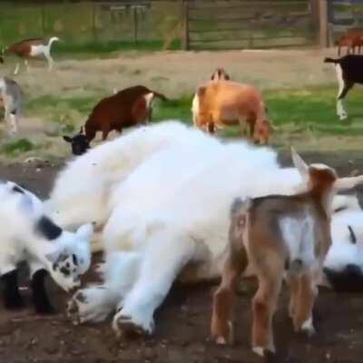 Fine. I shall let you use me as a jungle gym.