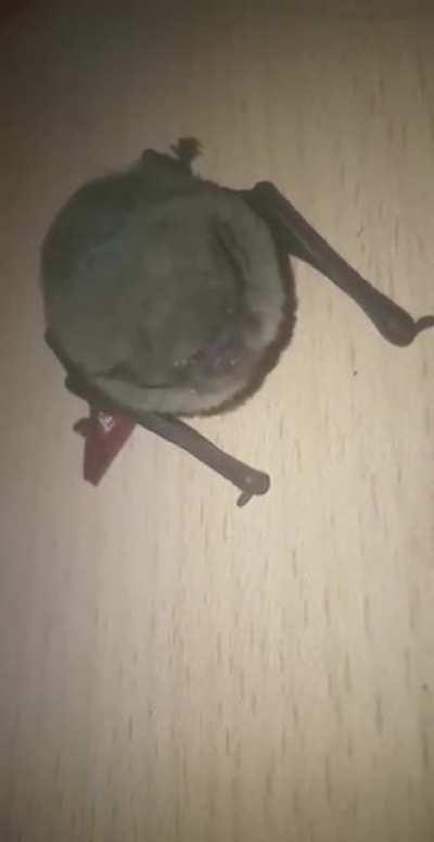 Covid-19 riski taşımamaktadır ...