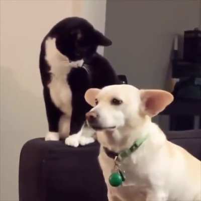 Calculating angle, calculating force, calculating trajectory, calculating impact.....Whap! Run away!