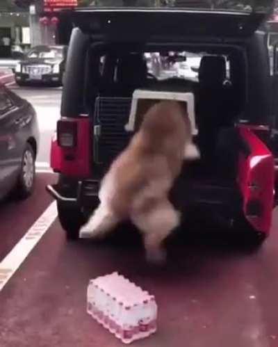 Just a dog getting in the car