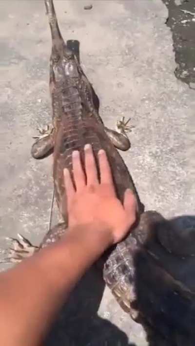 Petting wild animals.