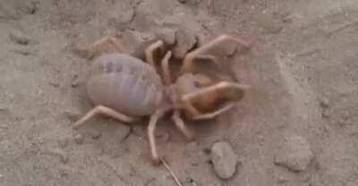 Camel Spider Diggin’ It.