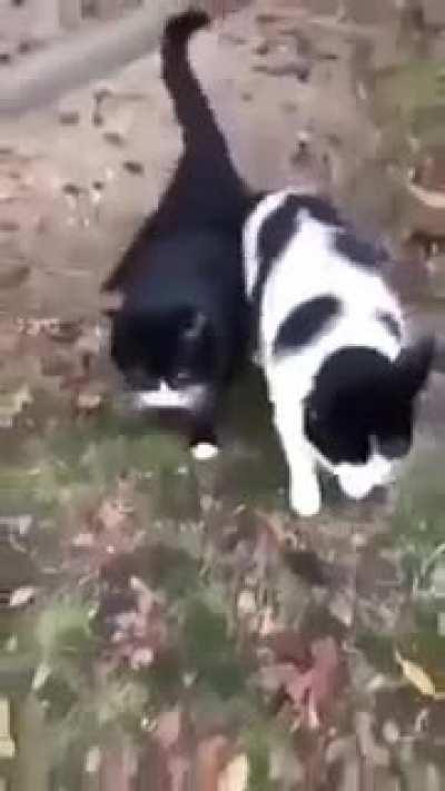 just want what they have😔