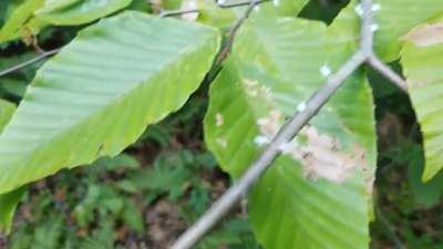 Bucks County, PA. I thought this branch was covered in fungus until I got close enough to see each 