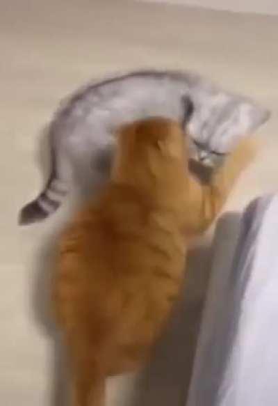 Garfield squashes Nermal's stupid face with his ass