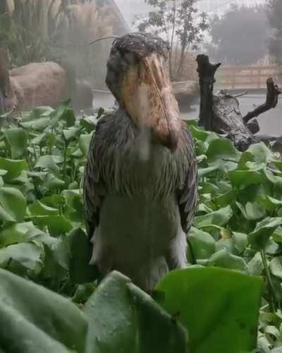 This festival is absolute SHIT Barbara.