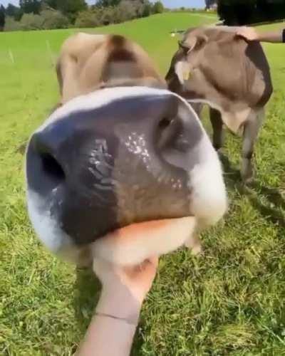 POV scritching a cow