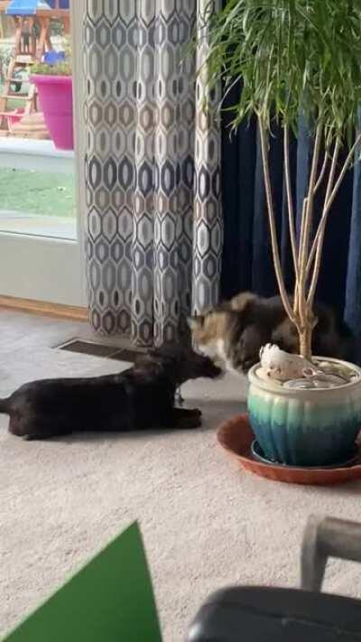 Captain and his best friend