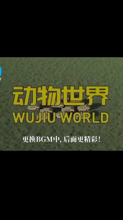 Cybertron nature documentary 