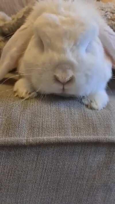 As snug as a bun in a rug 😆🥰