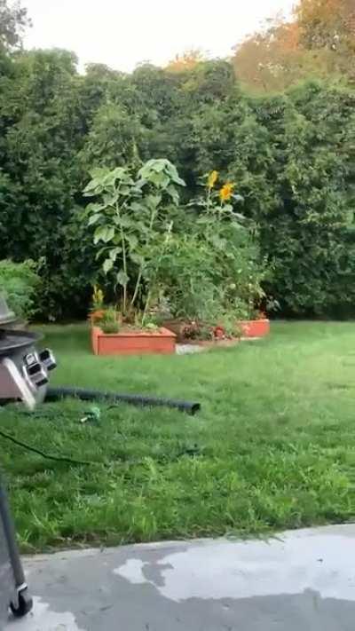 Silly dog goes crazy hearing Metallica