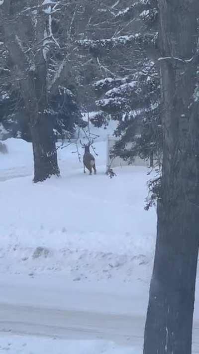 Three legged deer hopping around the SW lately.