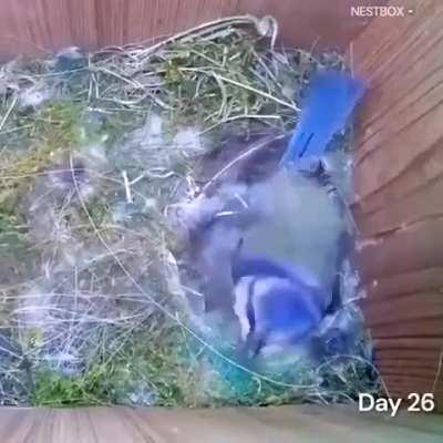 Momma bird laying/hatching chicks from start to finish
