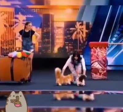 Wait a minute, cats can't do tricks!