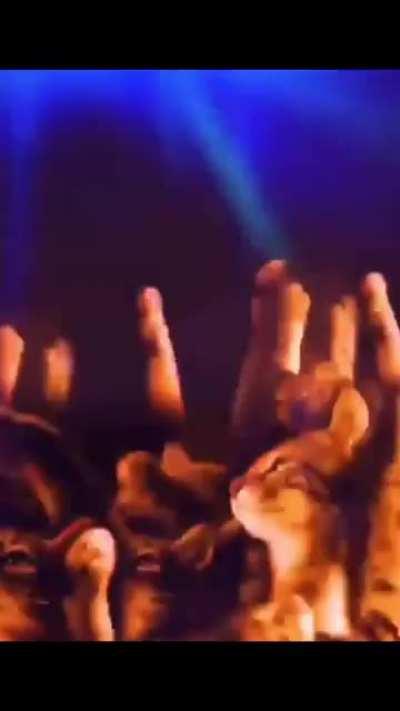 Cats Rave Party Caution: Dank Content 😁