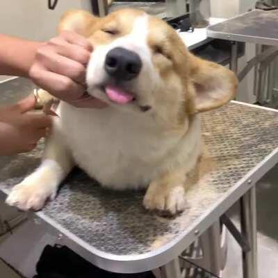 Happy corgi goes blep