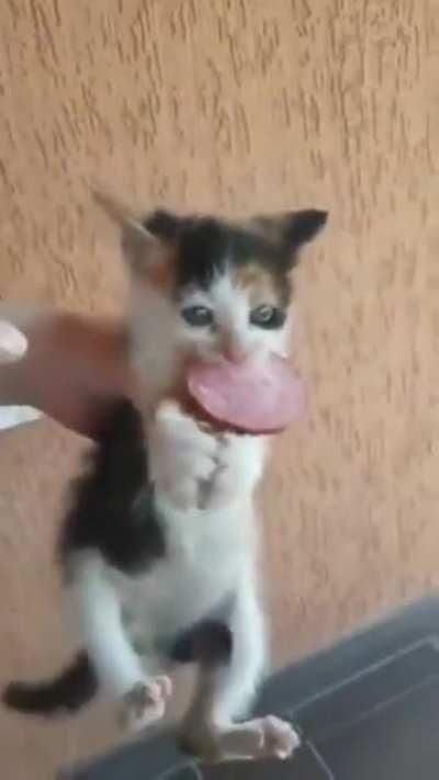 No toucha my salamda