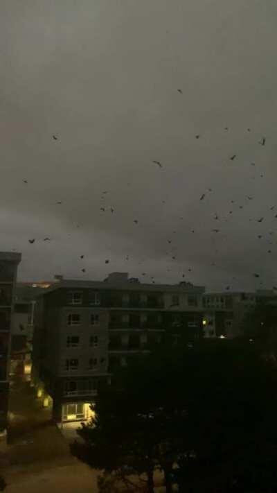 These crows have been screaming outside my apartment for 14 hours now.