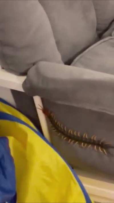 I would literally die on the spot