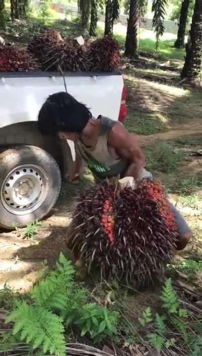 I heard that oil palm plantation workers get paid RM50 to RM80 per 1000kg. Is it true?