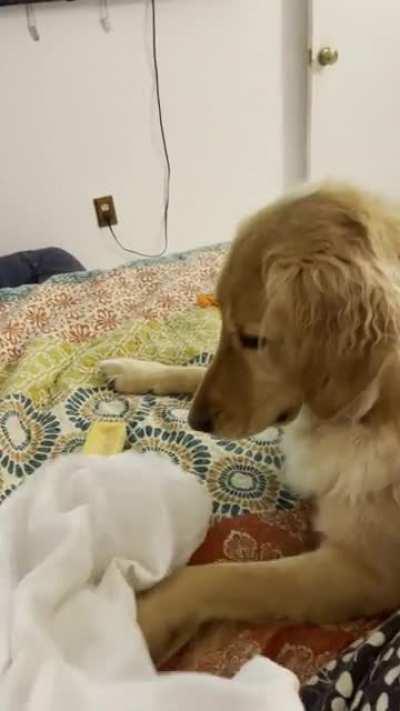 I…does anyone else’s golden go crazy like this cause I can’t with this pupper 😂