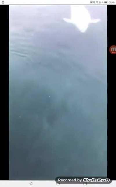 Guys drops his phone but beluga got it back