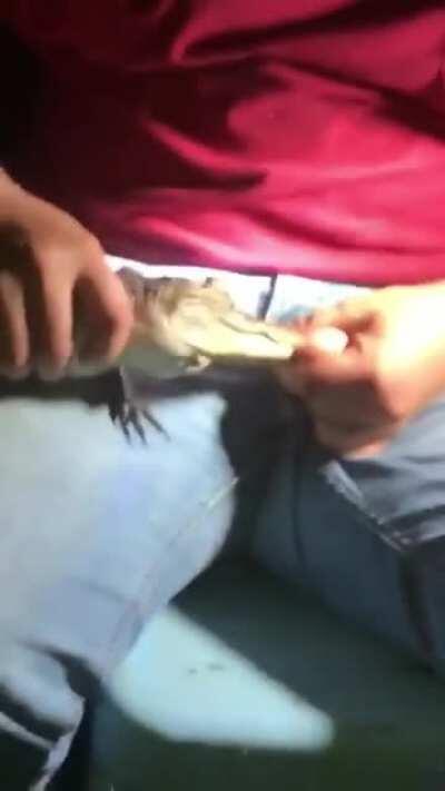 Let alligator play with your ball