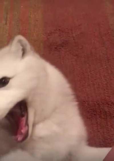 Playing with an arctic fox
