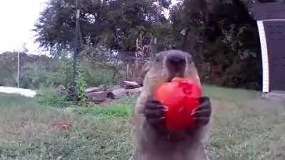 A farmer setup cameras to see why his vegetables kept vanishing.The culprit seemed to enjoy mocking him from various angles