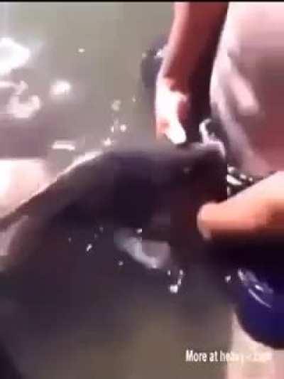 The fish oil kinda😏