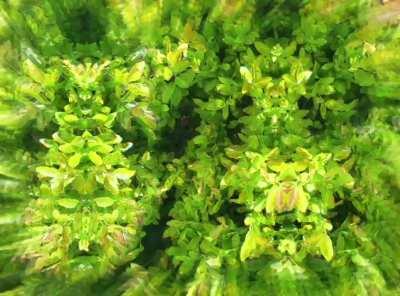 Holy shit these leaves are beautiful...