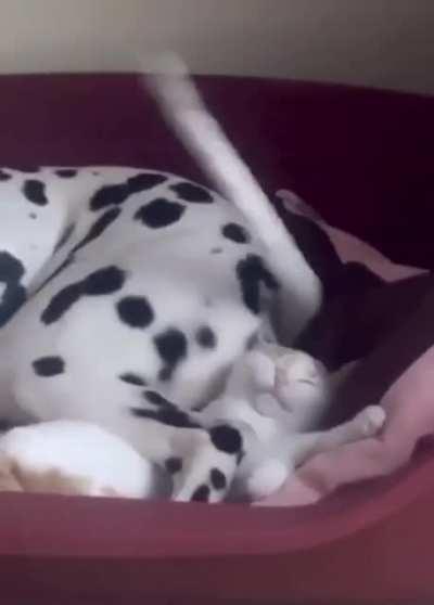 When your best friend is a dog