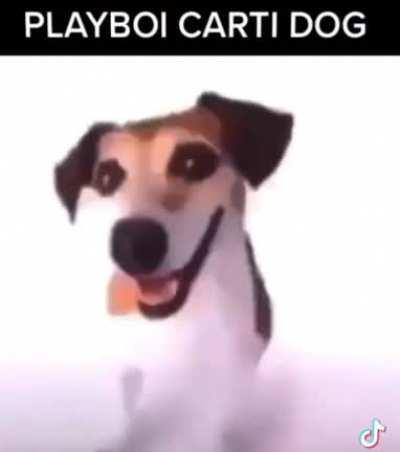 Playboi carti dog (top 10 dog oat)