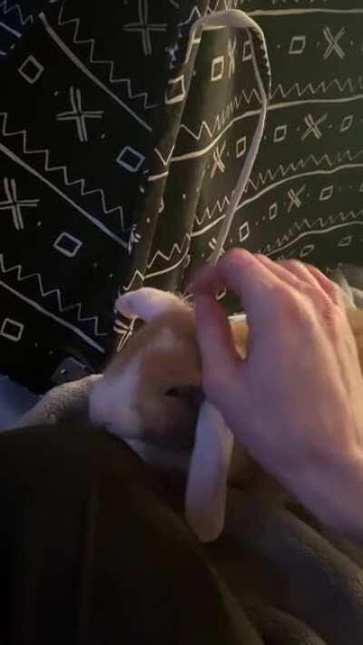 Our bunny (Adobo) does some cute binkies after seeing her new teepee for the first time :-)