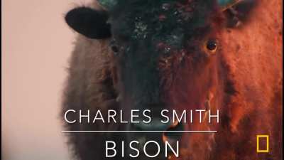 My interpretation of what animals the Van Der Linde gang would be :)