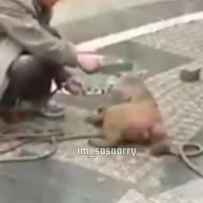 Oh no puh y vlazko se estan revelando