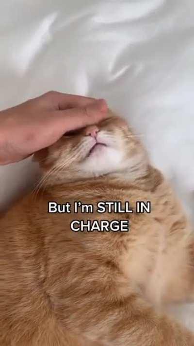 How to calm your cat 😹