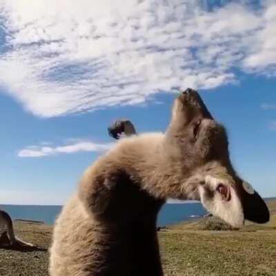 Кенгурёнок