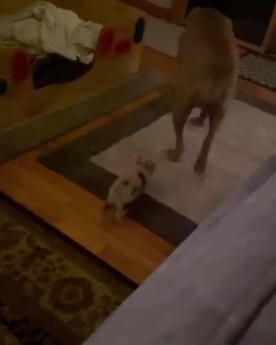 She has the zoomies, but also likes to follow her big sister around too