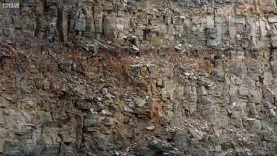 Gosling jumps off a 400-ft (120 m) cliff